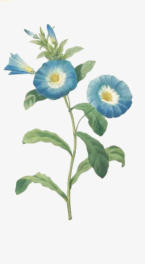 蓝色喇叭花免抠