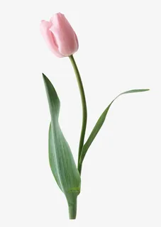 免抠透明绿叶粉花免抠