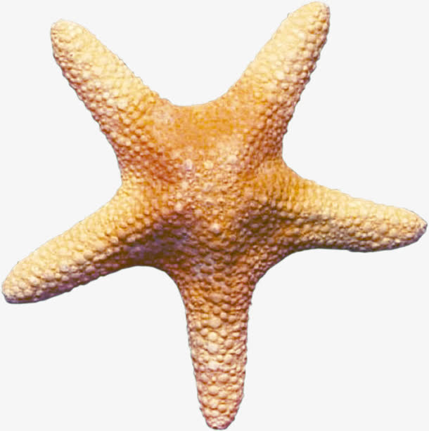 海洋生物免抠