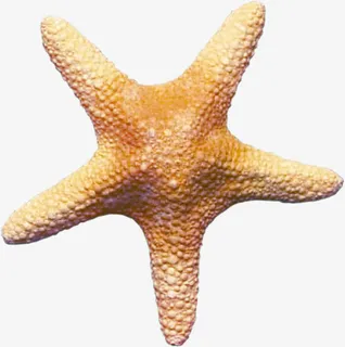 海洋生物免抠 海洋生物免抠