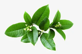 中秋植物桂花高清免抠