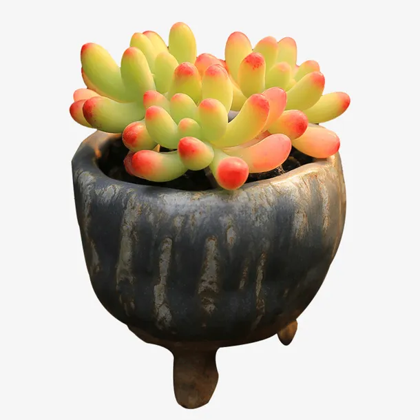 一盆漂亮的多肉植物免抠