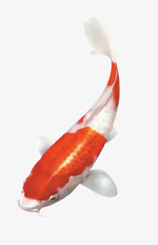 真实摄影漂亮金鱼免抠免抠