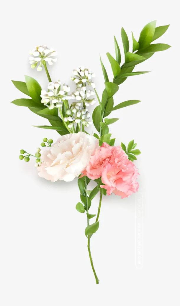 粉白色系列鲜花免抠
