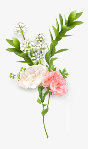 粉白色系列鲜花免抠