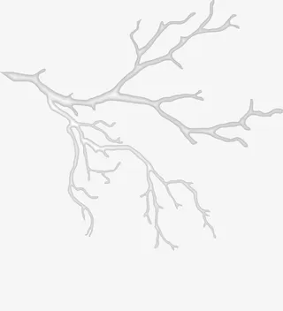 矢量手绘树枝免抠