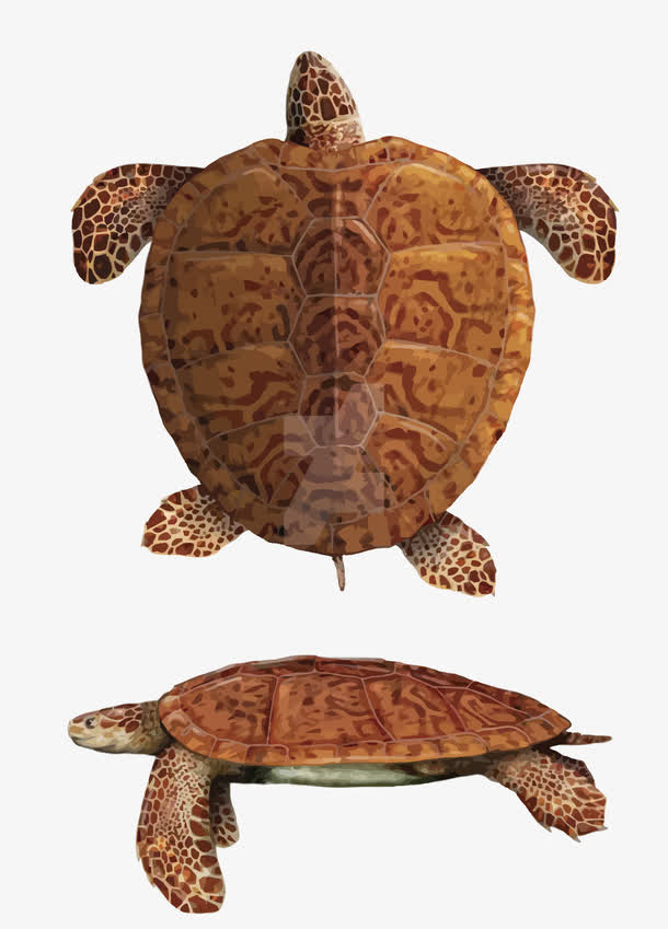 矢量海龟免抠