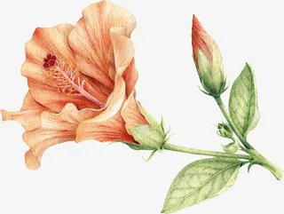 文艺清新花草海报设计装饰免抠