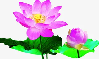 荷花  抠图 美极了  喜欢免抠