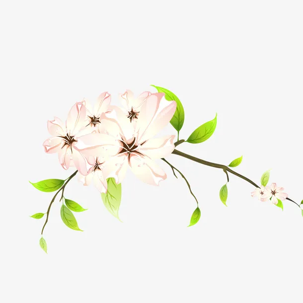 盛开的白色花朵免抠
