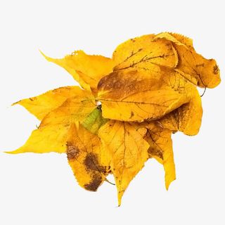 一堆落叶免抠