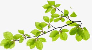 绿色春天美景树叶装饰天然免抠