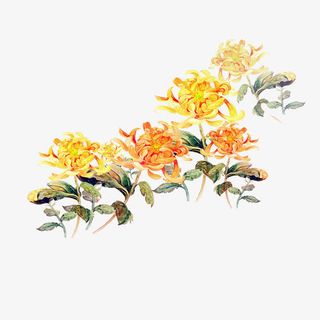 彩绘典雅的菊花免抠素材免抠
