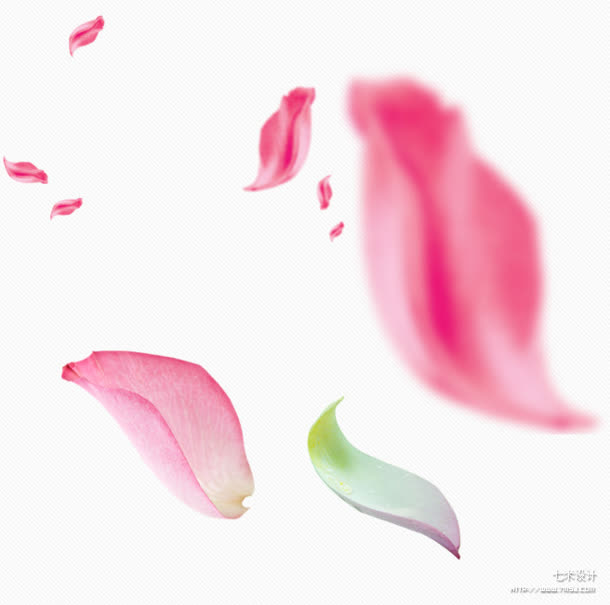 花瓣 模糊 透明 漂浮png素材免抠