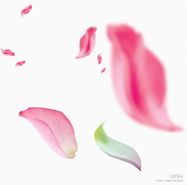 花瓣 模糊 透明 漂浮png素材免抠