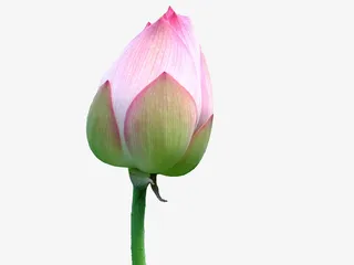 粉色花骨朵莲花免抠