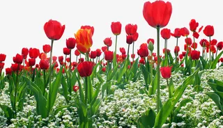 红色郁金香田野美景免抠