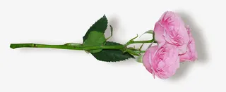 花草标签花草图案免抠