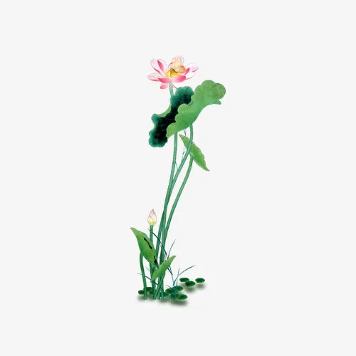 荷花免抠