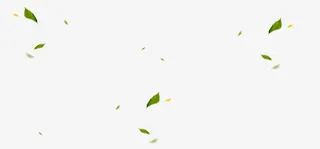 漂浮的绿叶免抠