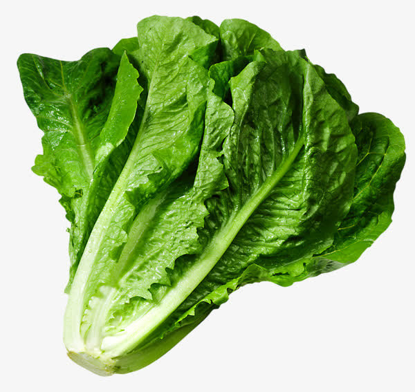 生菜绿叶蔬菜免抠