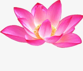 荷花浪漫背景素材