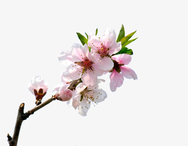 盛开桃花免抠