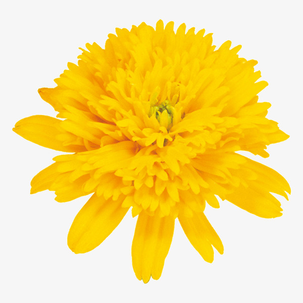 菊花免抠