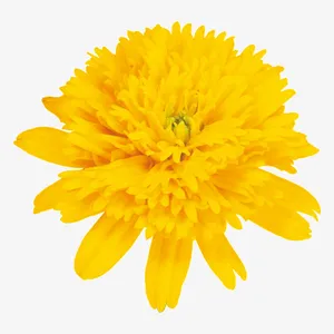 菊花免抠