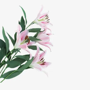 花朵免抠
