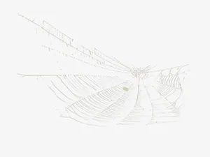 蜘蛛丝素材免抠