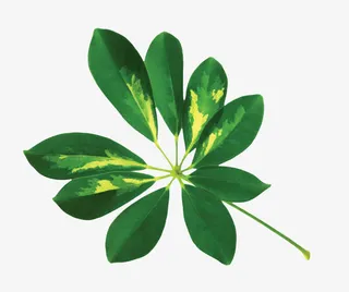 漂浮花瓣气泡简洁大方树叶树丛免抠