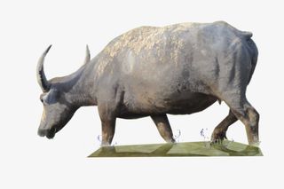 可爱水牛免抠素材免抠