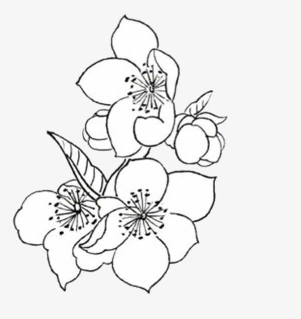 手绘杏花免抠