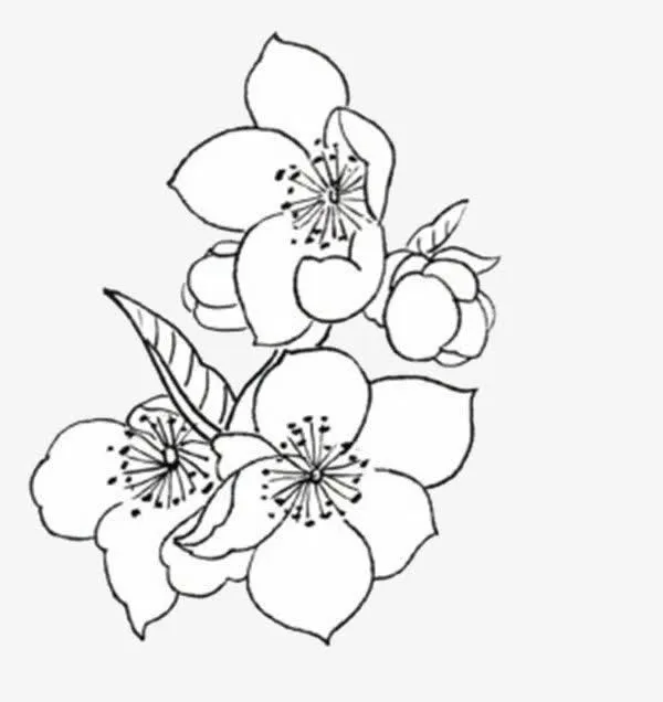 手绘杏花免抠