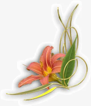 百合花边框免抠