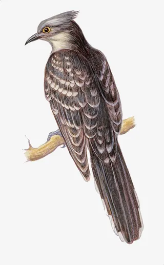 手绘小鸟图片免抠