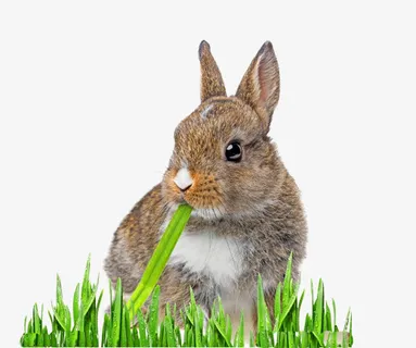 免抠素材小兔子图片免抠