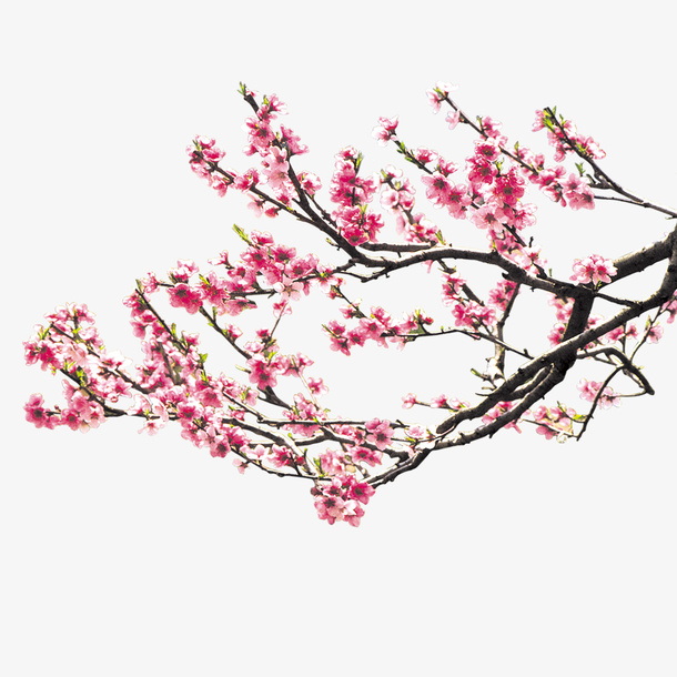 桃花免抠