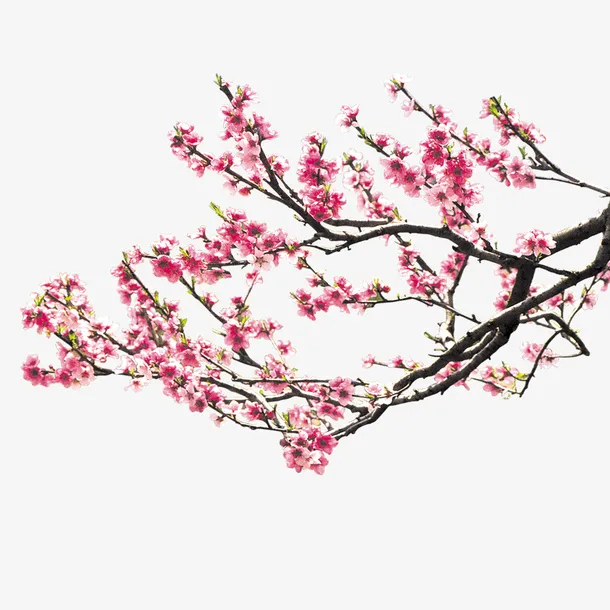 桃花免抠
