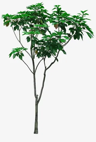 椴树树苗图片素材免抠