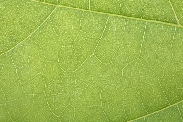 树叶绿色纹理免抠