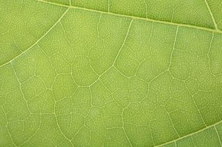 树叶绿色纹理免抠