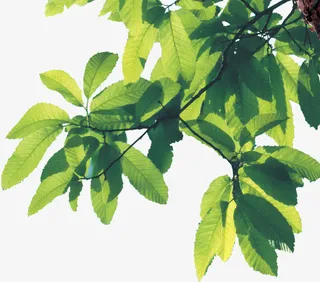 绿色林荫树木树叶免抠