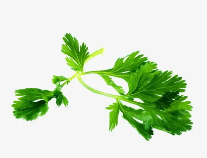 法国香菜欧芹免抠