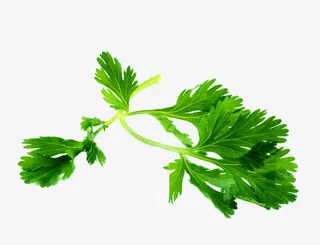 法国香菜欧芹免抠