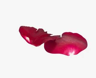 情人节玫瑰花瓣漂浮免抠