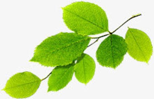 春天绿叶服饰装饰免抠