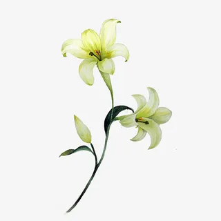 手绘水彩一枝黄色百合花免抠