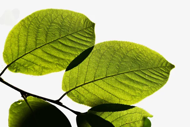 夏天背光叶子上的纹理免抠